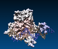 Protein-DNA Interaction